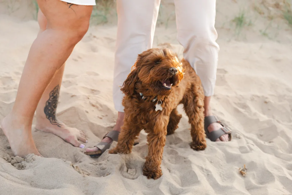 A small, fluffy brown dog stands on Cleethorpes Beach, looking happy. The dog is between two people whose legs are visible, one barefoot with a tattoo, the other in sandals. The sun casts warm light, and grass is visible in the background. © Aimee Lince Photography - Wedding photographer in Lincolnshire, Yorkshire & Nottinghamshire