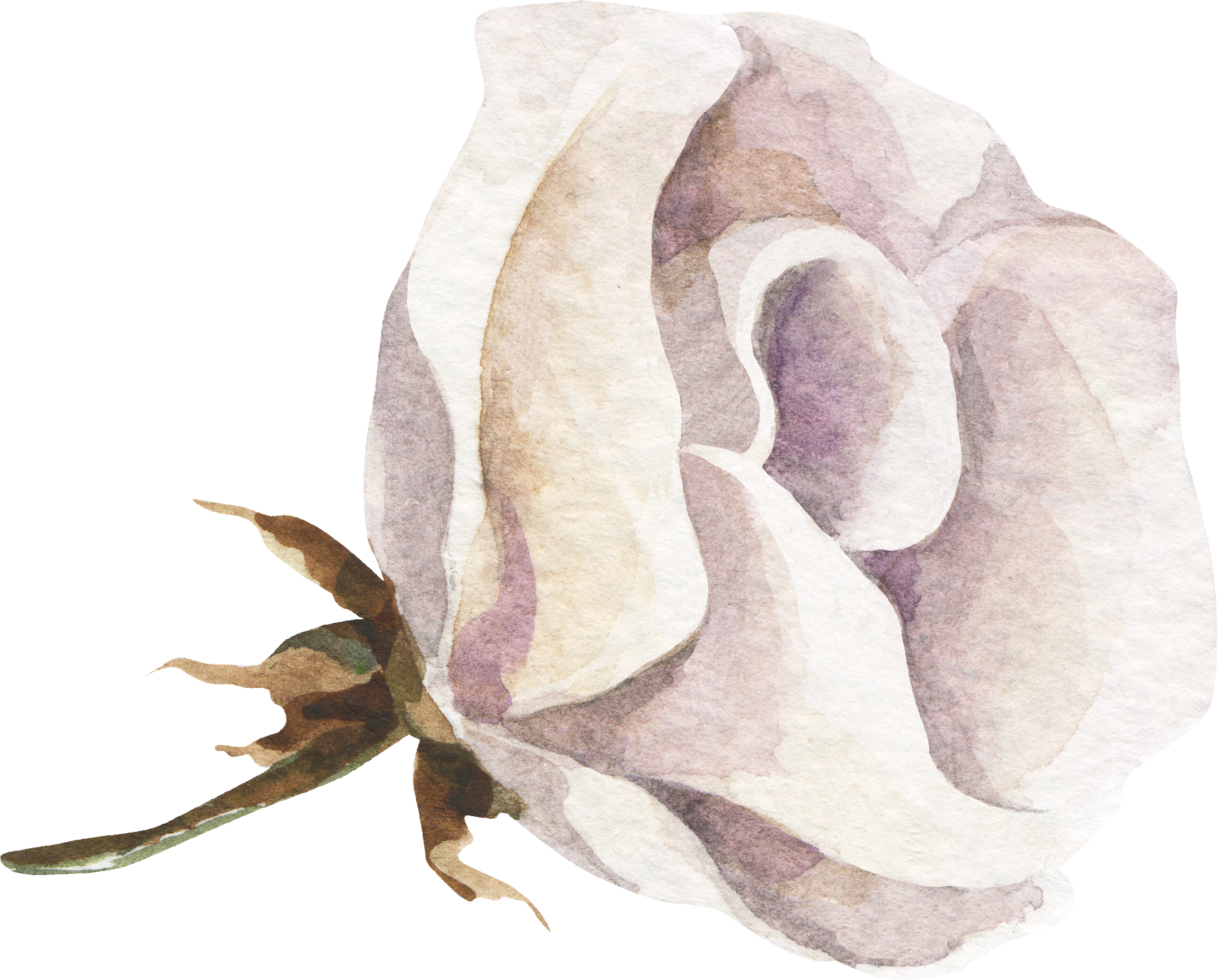 A watercolor rose on a beige background.