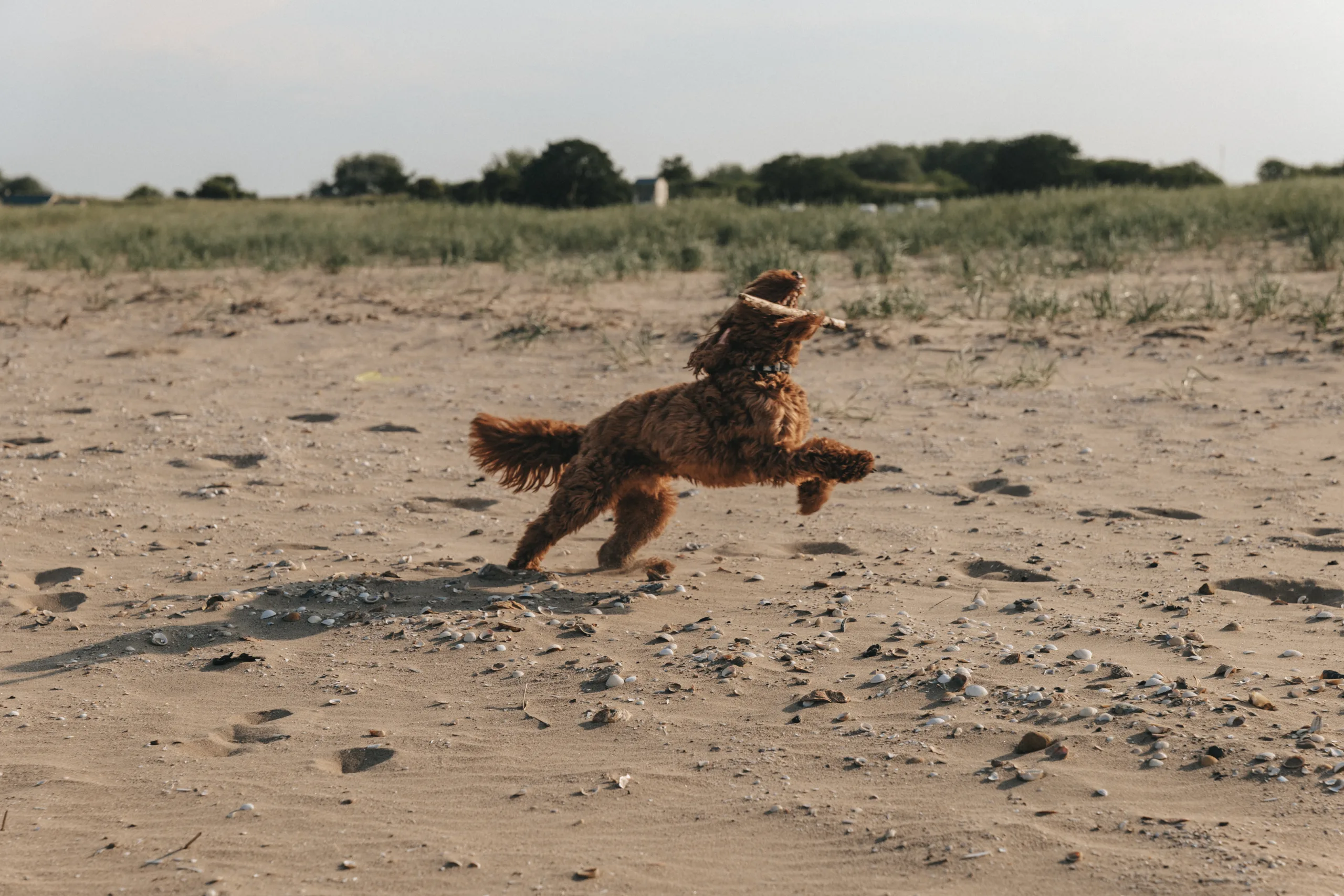 A dog is running on a sandy Yorkshire beach.