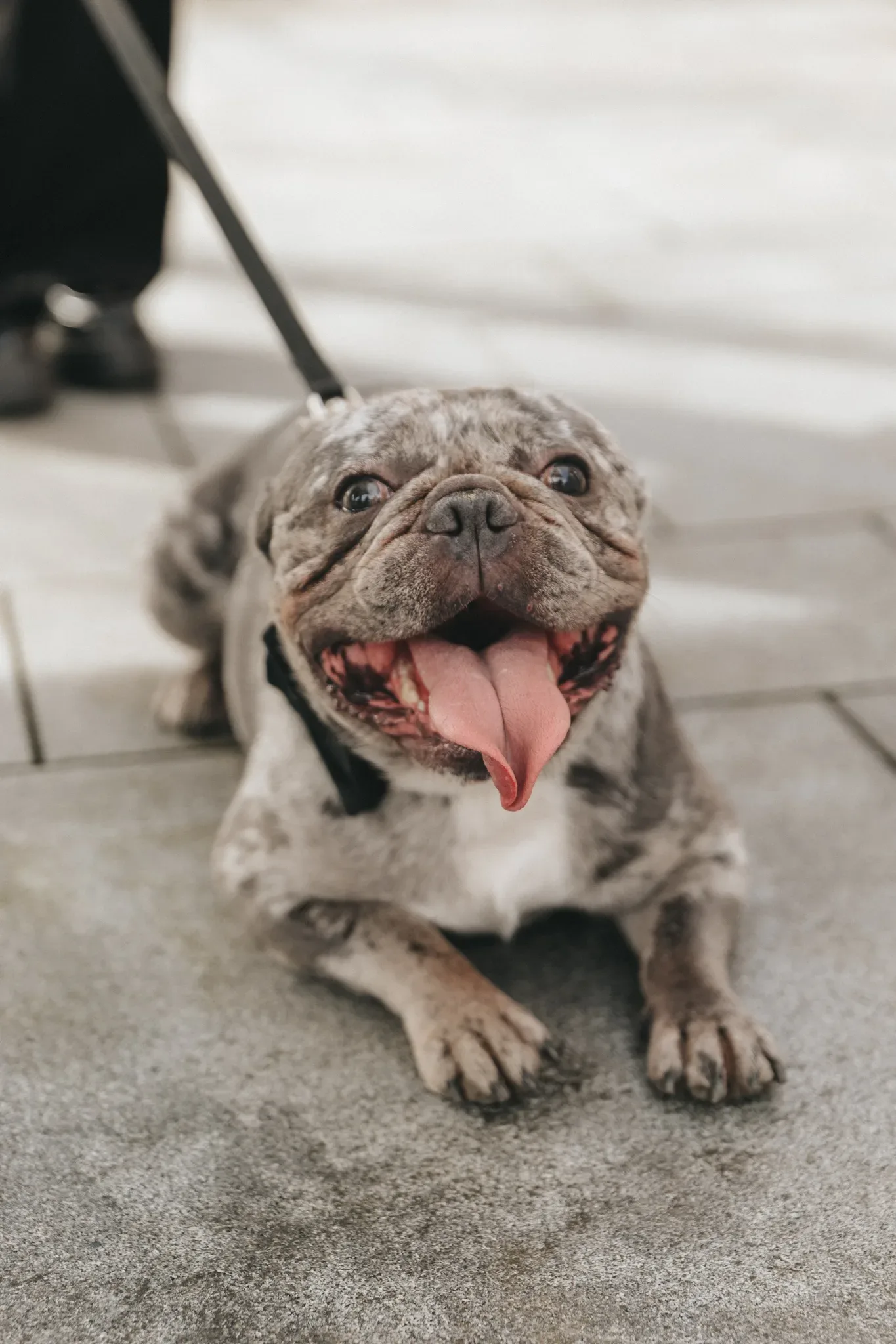 A joyful bulldog with a mottled gray and white coat lies on a pavement, tongue out and looking upward, with a focused expression and excitement evident in its wide eyes, secured by a black leash.