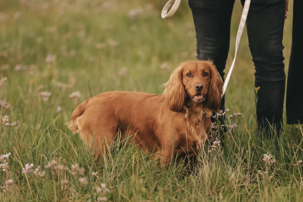 A brown dog with long ears stands in a grassy field peppered with small purple flowers, gazing at the camera. The dog is on a leash held by someone in dark pants, whose upper body remains unseen. It's as if they're ready for a stroll on Cleethorpes Beach, sparking engagement with nature's beauty. © Aimee Lince Photography - Wedding photographer in Lincolnshire, Yorkshire & Nottinghamshire