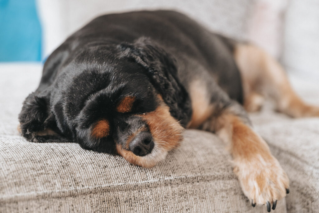 A black and brown dog with a smooth coat sleeps peacefully on a light gray textured couch at The Oaklands. Its head rests on the cushion, front paw extended, eyes closed in relaxed bliss amid wedding photography capturing every soft detail in the blurred background. © Aimee Lince Photography