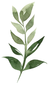 A watercolor illustration showcases a slender, natural green plant with a vertical stem and elongated, pointed leaves in various shades of green. This simple, elegant botanical design on a white background adds an organic touch, perfect for any wedding photographer looking to capture North East Lincolnshire's charm. © Aimee Lince Photography - Wedding photographer in Lincolnshire, Yorkshire & Nottinghamshire