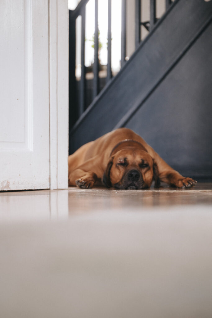 A brown dog is sprawled out on a shiny wooden floor, lying on its stomach with its head resting between its front paws. It is positioned near a white door and a staircase with black railings in the background, appearing relaxed and sleepy. © Aimee Lince Photography