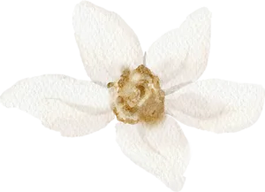 watercolour-flower A watercolor-style illustration reminiscent of fine wedding photography, featuring a single white flower with five petals and a light brown center. The petals have soft, delicate shading and a textured, slightly translucent appearance. © Aimee Lince Photography - Wedding photographer in Lincolnshire, Yorkshire & Nottinghamshire