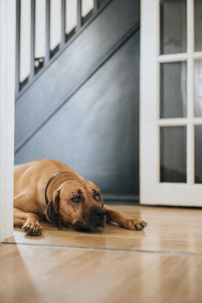 A large brown dog with a dark collar lies on a wooden floor inside a house, resting its head on its front paws. The dog looks relaxed and calm—as if posing for a photographer. In the background, there’s a staircase and a white door with glass panes. © Aimee Lince Photography, Lincolnshire photographer